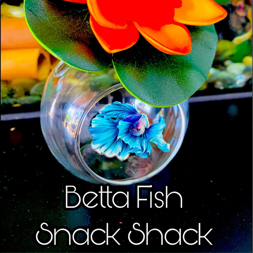 Betta fish feeding house. No more messy tanks.